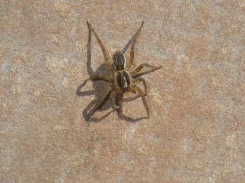 pirate wolf spiders