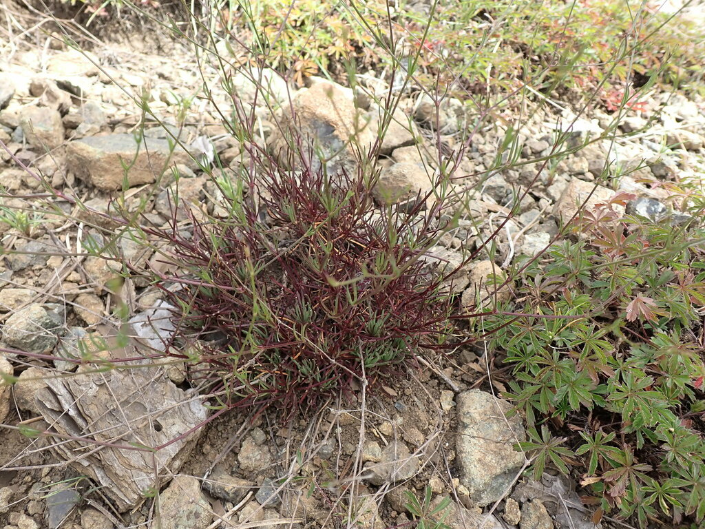 Balkana spergulifolia