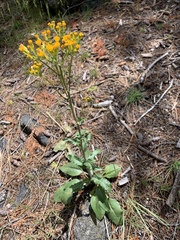 Senecio aronicoides