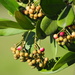 Shoebutton Ardisia - Photo (c) 葉子, some rights reserved (CC BY-NC), uploaded by 葉子