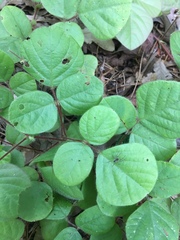 Desmodium rotundifolium