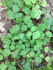 Desmodium rotundifolium