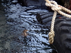 Microcarbo coronatus