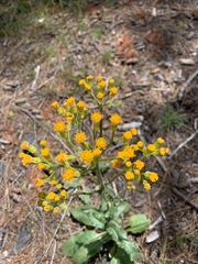 Senecio aronicoides