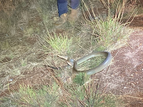 Olive Python sighting