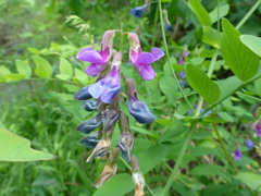 Lathyrus polyphyllus