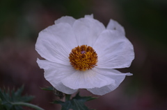 Argemone albiflora texana