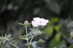 Argemone albiflora texana