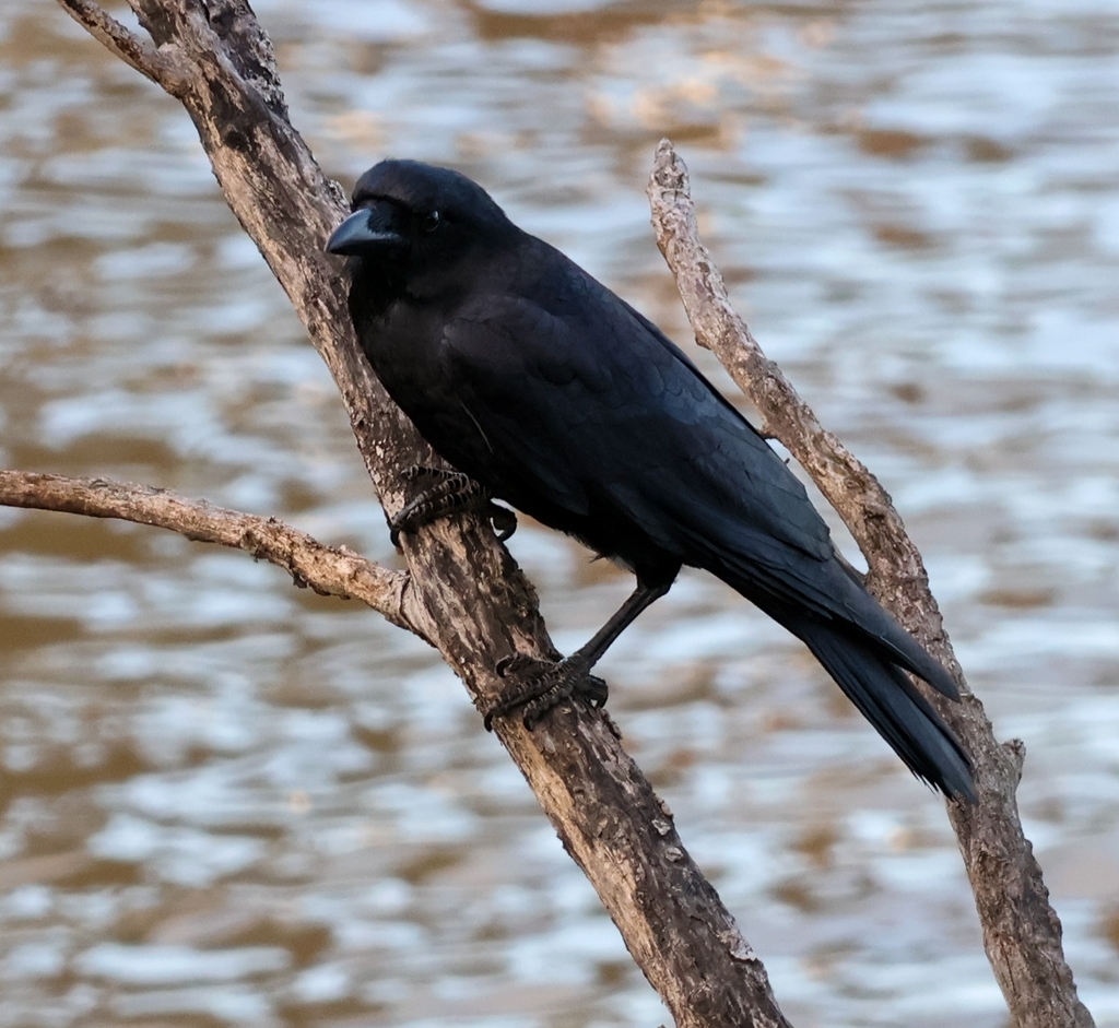 Torresian Crow from Toowong QLD 4066, Australia on June 27, 2024 at 02: ...