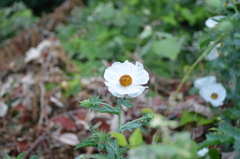 Argemone albiflora texana
