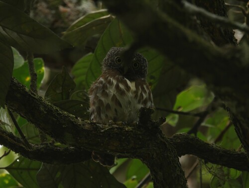 Sunda Owlet (Taenioptynx sylvaticus), photo 2