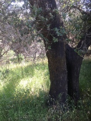 Cystotheca lanestris