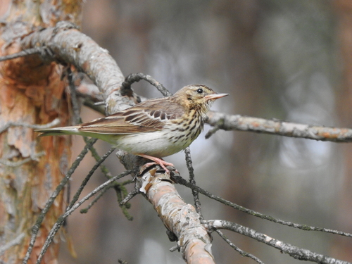 Tree Pipit (Anthus trivialis), photo 7