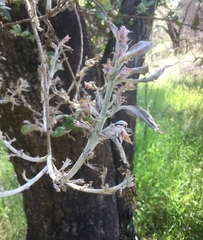 Cystotheca lanestris