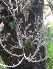 Cystotheca lanestris