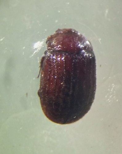 Aesalus scarabaeoides