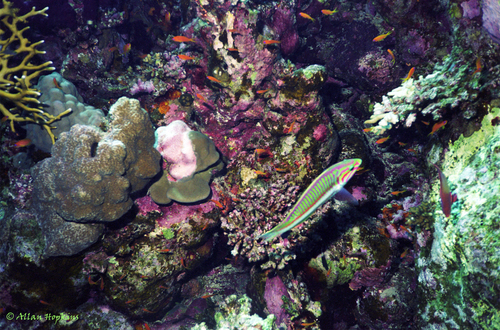 Representative image of Thalassoma