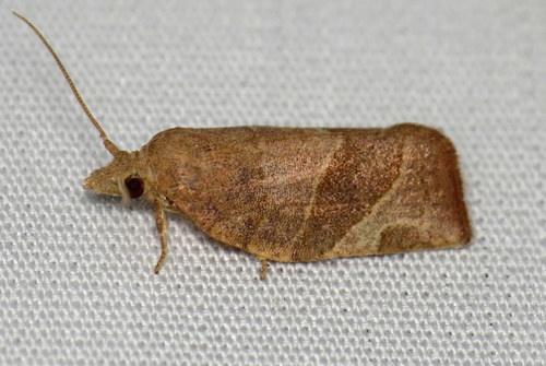 Three-lined Leafroller Moth photo 5