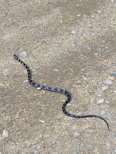 Stephens' Banded Snake sighting
