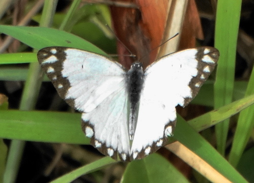 African Caper