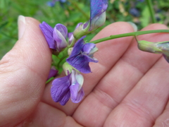 Lathyrus polyphyllus