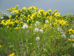 Senecio vernalis