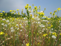 Senecio vernalis