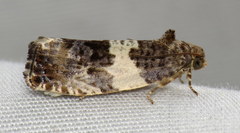 Pseudosciaphila duplex