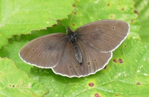 Aphantopus hyperantus