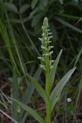 Platanthera convallariifolia