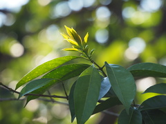 Osmanthus matsumuranus