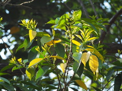 Osmanthus matsumuranus