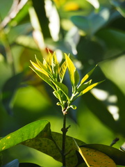 Osmanthus matsumuranus