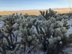Cylindropuntia wolfii