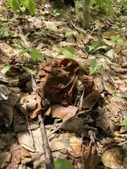 Gyromitra esculenta