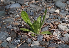 Picris japonica kamtschatica