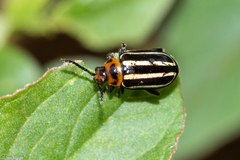 Disonycha prolixa