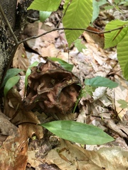 Gyromitra esculenta