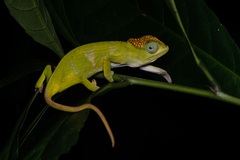 Mabu Sylvan Chameleon photo 3
