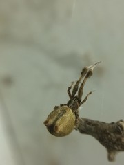 Uloborus glomosus