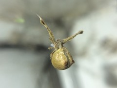 Uloborus glomosus