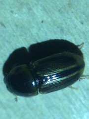 Labarrus cincticulus