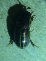 Labarrus cincticulus