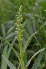 Platanthera convallariifolia