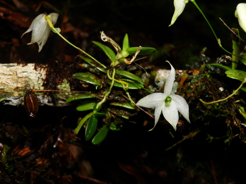 Angraecum clavigerum
