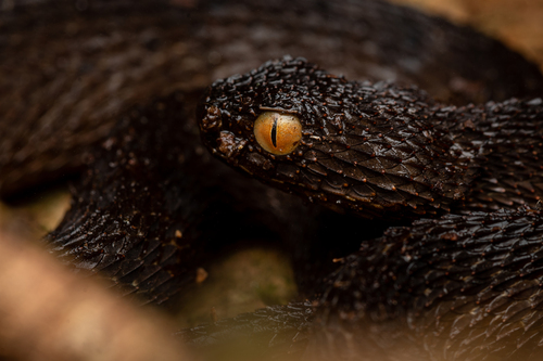 Mount Mabu Forest Viper