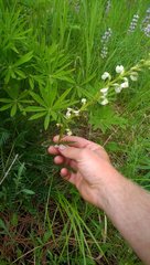 Pedicularis contorta