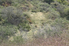 Brachypodium distachyon