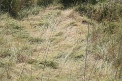 Brachypodium distachyon