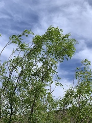 Fraxinus cuspidata